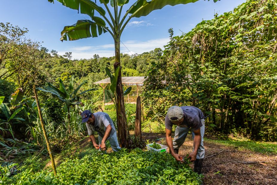 The community grows up to 80% of its food on site, and is completely off the grid in terms of power production, opting instead for solar power. 