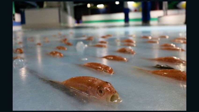 Japan theme park Space World froze fish into the floor of its ice rink as part of a new attraction.