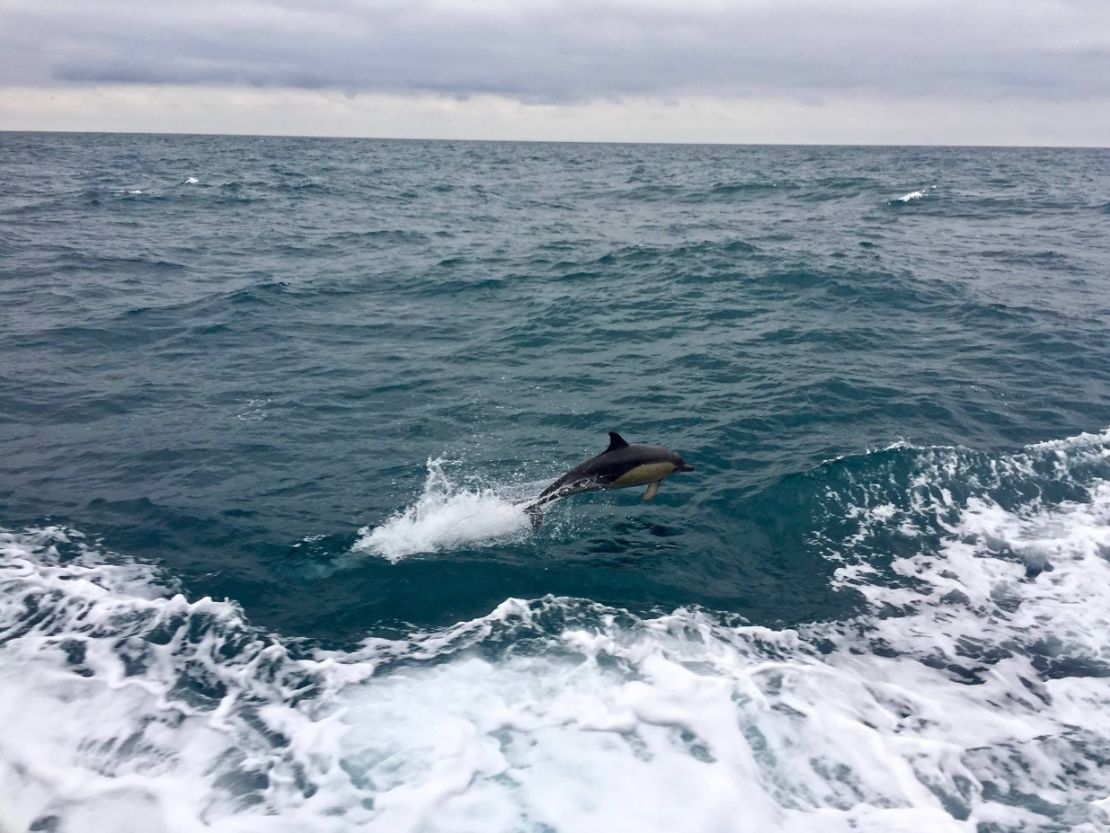 "So far on our trip we have seen lots of dolphins, several humpback whales and a handful of pilot whales," captain Fraser Gow tells CNN.