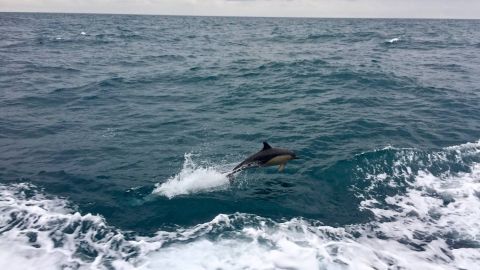 "So far on our trip we have seen lots of dolphins, several humpback whales and a handful of pilot whales," captain Fraser Gow tells CNN.  
