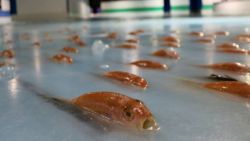 frozen fish rink japan space world