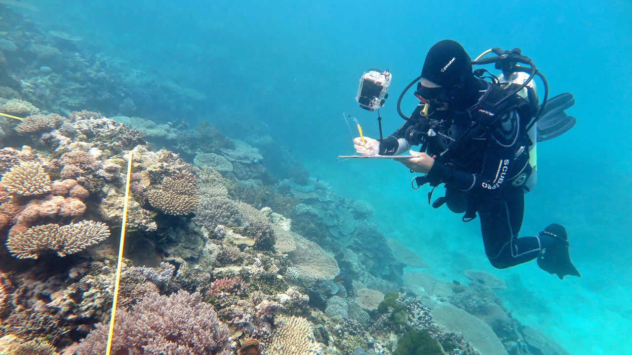 Researcher Grace Frank completing bleaching surveys in November along the less-damaged southern Great Barrier Reef.