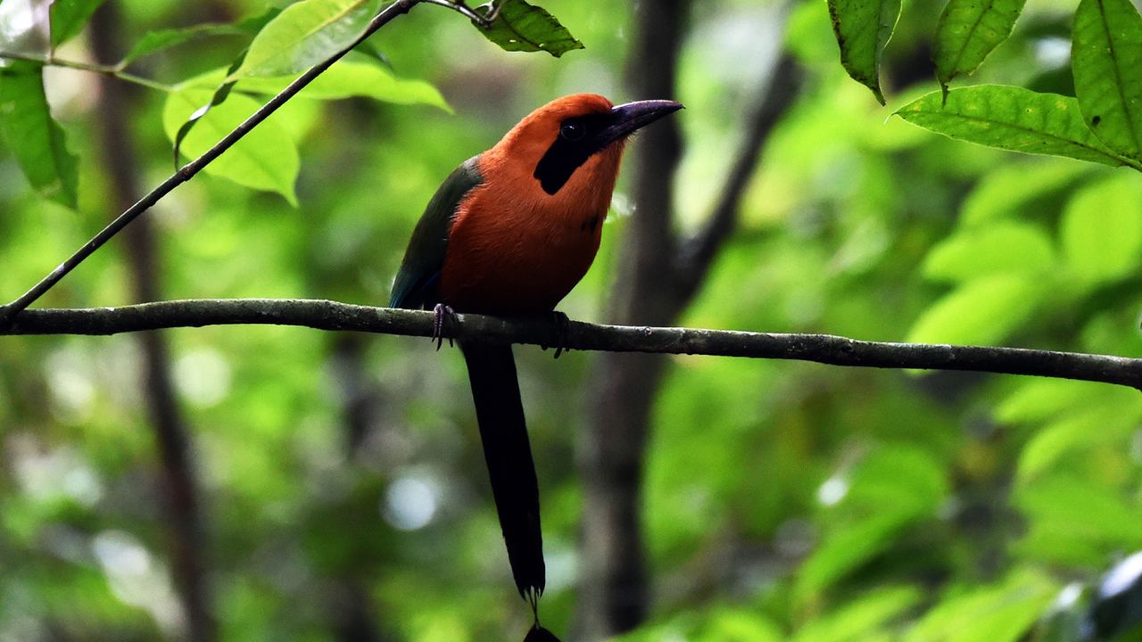 Panama boasts an impressive biodiversity, including more than 200 mammal species and 1,000 bird species. Its forests are refreshingly far from civilization and Christmas atmosphere.