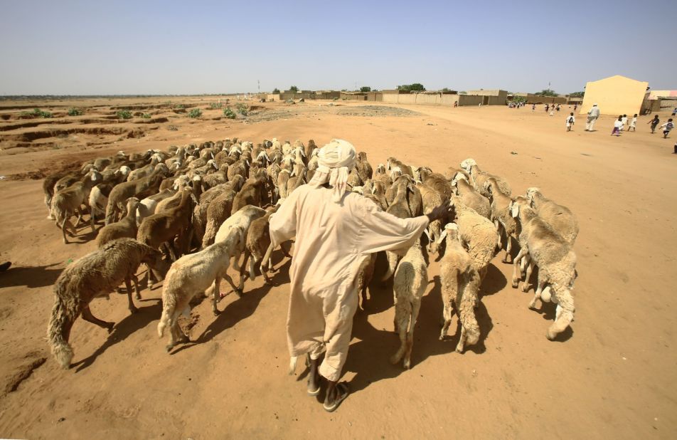A man walks with his sheep in the Abu Shouk camp for Internally Displaced People (IDP), near North Darfur's state capital el-Fasher. According to a report by the United Nations Office for the Coordination of Humanitarian Affairs (OCHA), it is estimated 1.9 million people in Sudan will be affected by reduced agricultural and livestock production -- due to smaller farming areas, poor pastures and limited water availability.