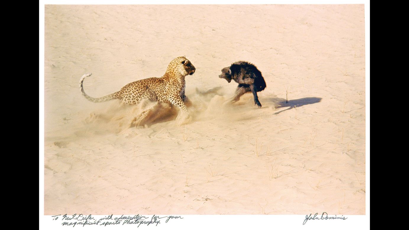 A leopard and a baboon face off in this shot from John Dominis' 1966 photo essay on the cats of Africa.