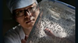 Chinese PhD student and researcher Zhang Dongjing displays a container of sterile adult male mosquitos that are ready to be released in a lab in the Mass Production Facility at the Sun Yat-Sen University-Michigan University Joint Center of Vector Control for Tropical Disease on June 20, 2016 in Guangzhou, China. 