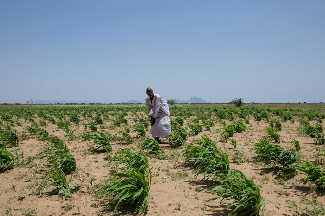 Desertification is encroaching on valuable agricultural land -- affecting the livelihoods of many Sudanese farmers.