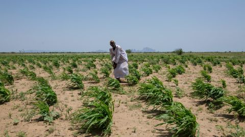 Desertification is encroaching on valuable agricultural land -- affecting the livelihoods of many Sudanese farmers.