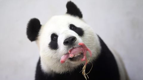 <strong>June 2: </strong>A giant panda named Hao Hao holds her newborn baby in her mouth at the Pairi Daiza zoo in Brugelette, Belgium. Giant panda cubs <a href="https://nationalzoo.si.edu/animals/giantpandas/pandafacts/" target="_blank" target="_blank">are very small</a> in relation to their mother -- 1/900th of the size. They are also pink, hairless and blind, not opening their eyes for several weeks.