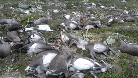 <strong>August 26:</strong> More than 300 wild reindeer <a href="http://www.cnn.com/2016/08/29/europe/reindeer-killed-lightning-trnd/" target="_blank">were killed by a single lightning strike</a> in central Norway. Kjartan Knutsen, a spokesman for the Norwegian Environment Agency, said the reindeer were huddled together because of the bad weather in Hardangervidda National Park. Humans rarely visit the remote area.