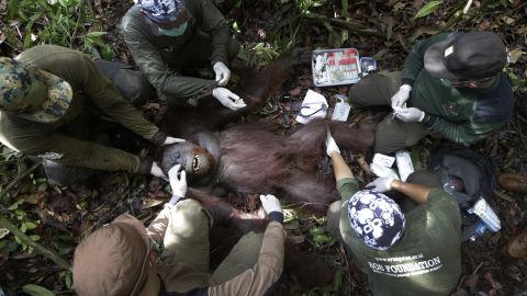 <strong>January 5: </strong>Conservationists examine a tranquilized orangutan during a rescue-and-release operation in Sungai Magkutub, Indonesia. Orangutans were being relocated after they lost their habitat to forest fires in 2015. 