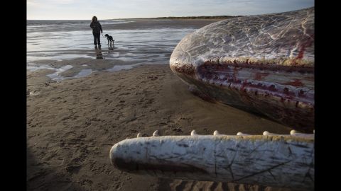<strong>January 25:</strong> A person walks their dog past a dead sperm whale in Skegness, England. Three whales<a href="http://www.cnn.com/2016/01/25/europe/whales-beached-england/" target="_blank"> washed up on the beach</a> over the weekend. Experts believe they may have washed ashore while hunting.