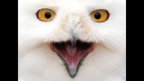 <strong>March 4:</strong> A snowy owl looks into a camera at an animal park in Neumunster, Germany.