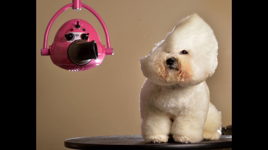<strong>April 14:</strong> Dash, a bichon frise, gets a makeover from Melanie Newman, a dog groomer in Melbourne.