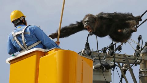 <strong>April 14: </strong>A chimpanzee screams at a worker in Sendai, Japan, after it climbed an electric pole to avoid being captured. The chimp escaped from a zoo in Sendai and was on the loose for nearly two hours.