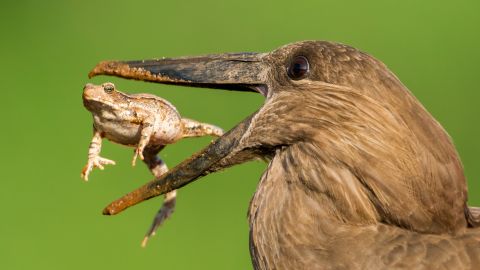 <strong>July 11:</strong> A hamerkop tosses a toad in its mouth at Kruger National Park in South Africa.