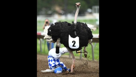 Jose Montoya falls off an ostrich during a race in Shakopee, Minnesota, on Saturday, July 16. "Extreme Race Day" also featured camel, horse and zebra races.