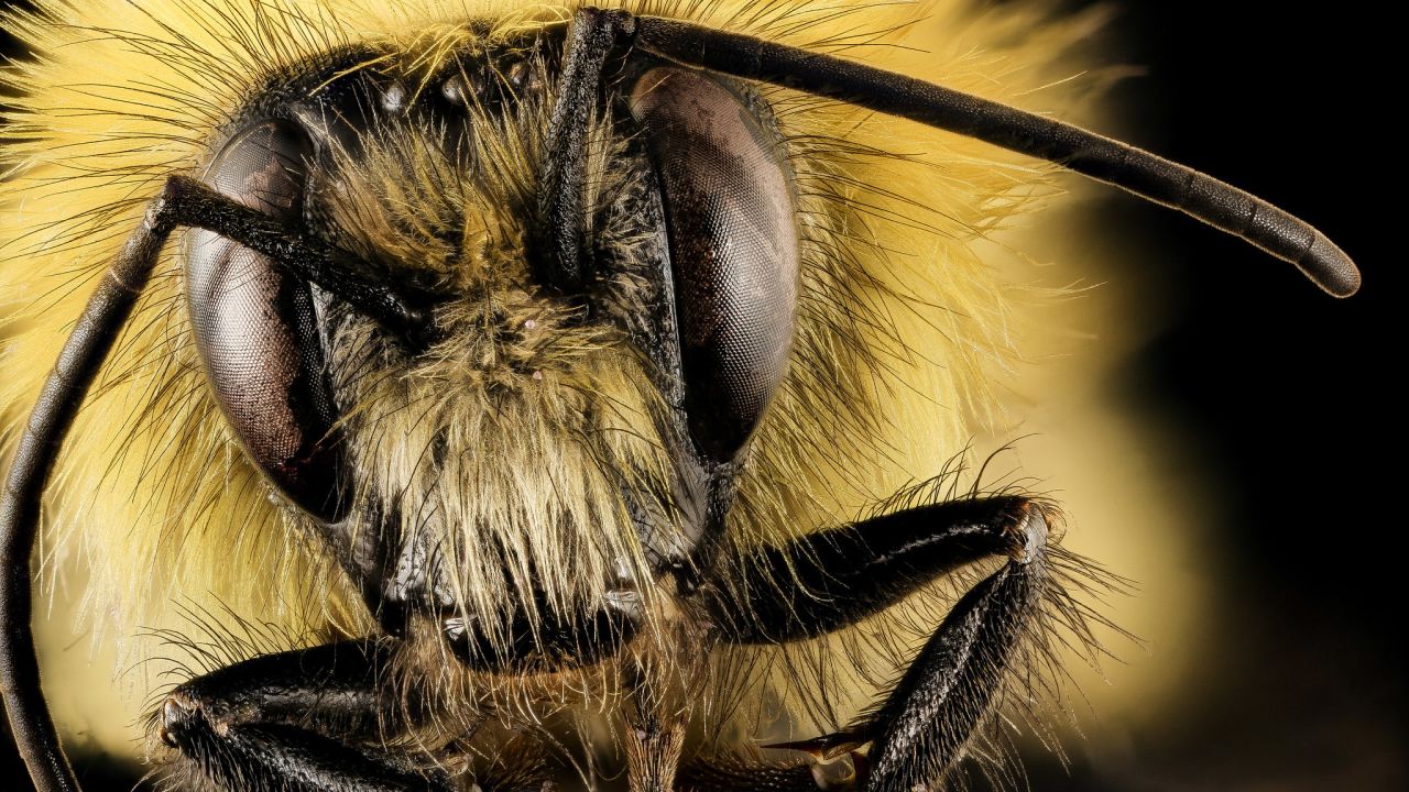 This bombus perplexus -- a bumblebee -- specimen is from central Pennsylvania. 