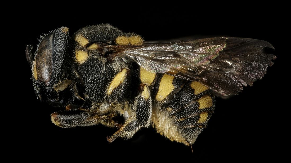 Anthidiellum ehrhorni lives in the dry, US Southwest.