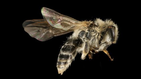 Andrena wellesleyana is "one of a number of species where the males have extensive yellow on their faces while the females are completely black."