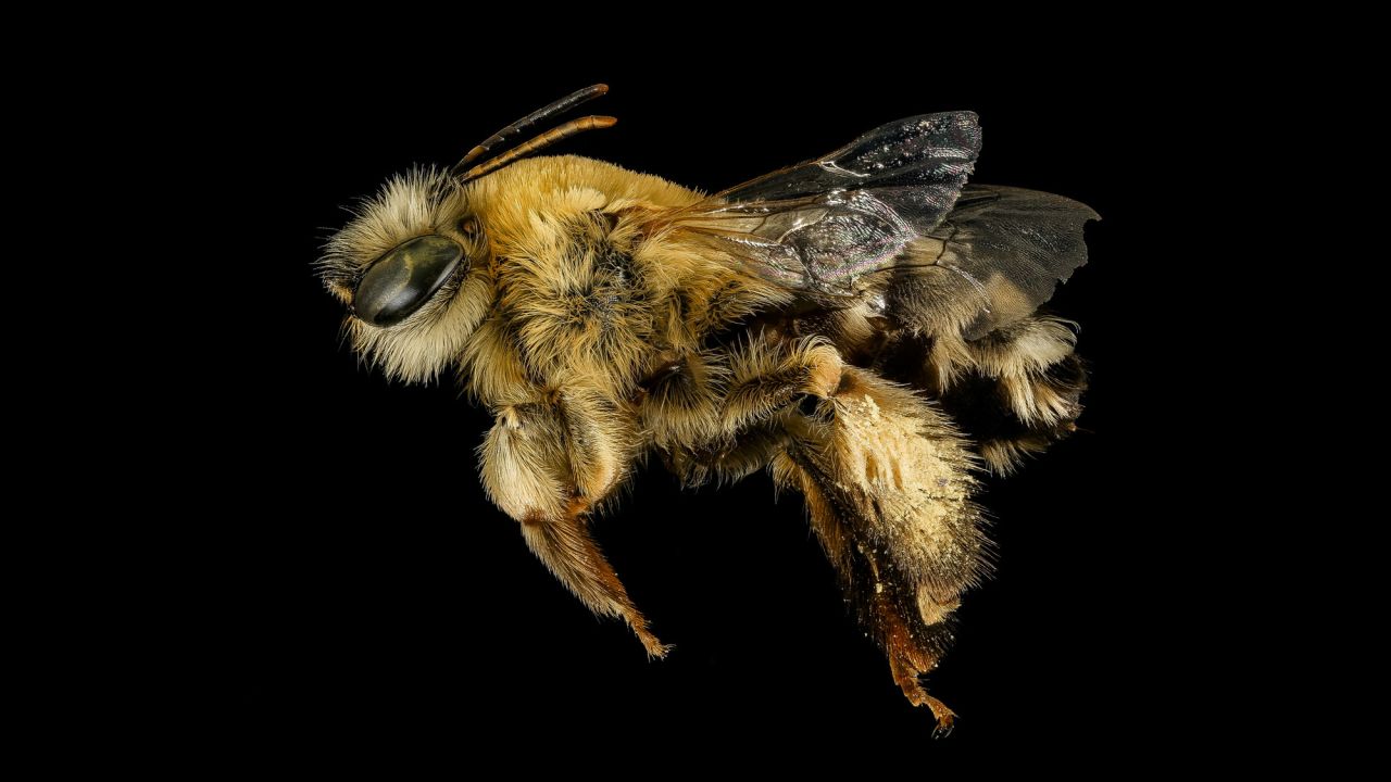 "An obscure bee of the desert, Martinapis luteicornis, only is active early in the morning just as the sky begins to lighten," writes Sam Droege with the US Geological Survey.