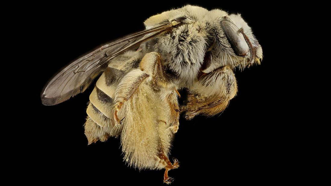 Diadasia rinconis, a bee with pollen and "a few stray cactus balls" on its hairy body, writes Droege. 