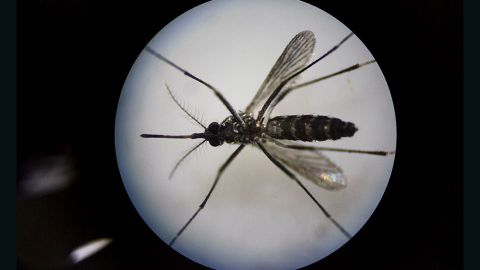 A female mosquito under a microscope at the Sun Yat-Sen University-Michigan University Joint Center of Vector Control for Tropical Disease.