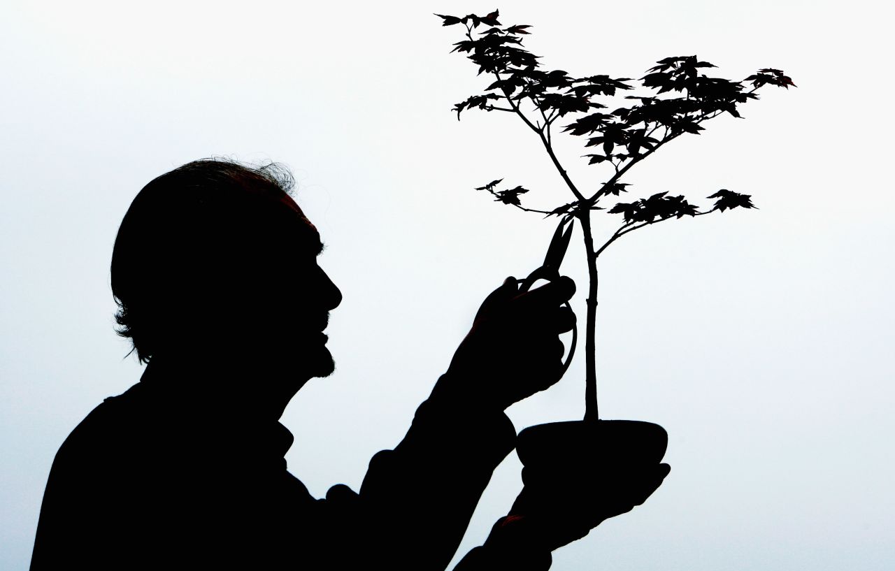 Average bonsai rarely exceed 4 feet tall, with most falling between 1 inch (known as "poppy-seed size bonsai") and 80 inches (called "Imperial" bonsai)