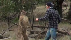 man punches kangaroo