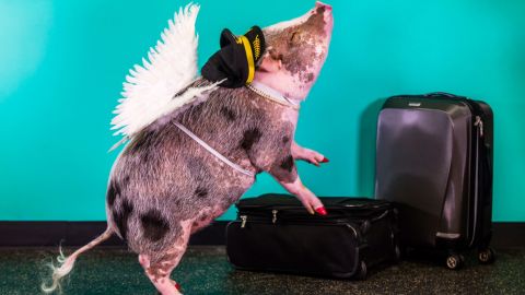 lilou SFO therapy pig