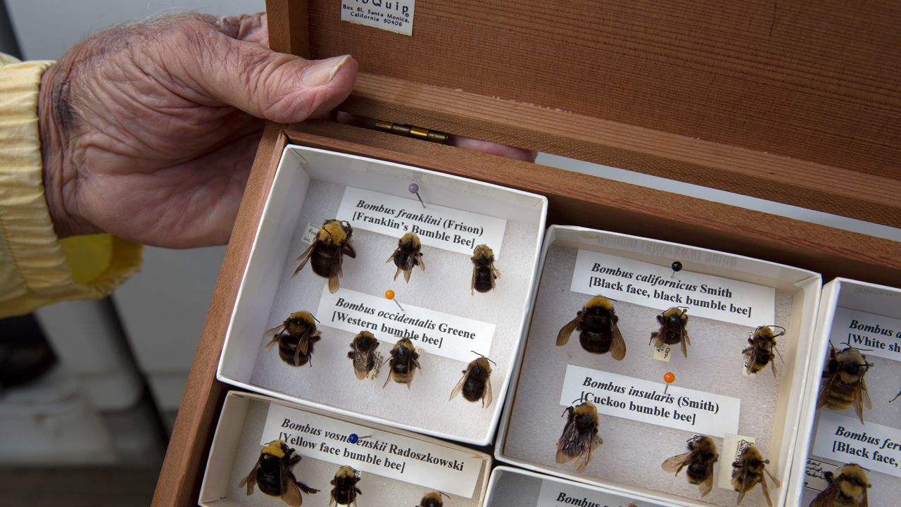 vanishing bee box