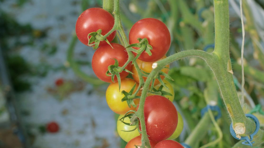 vanishing bee tomatoes