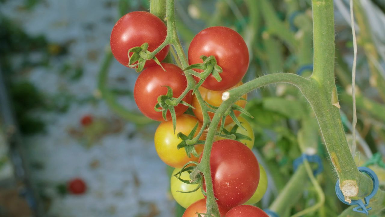 vanishing bee tomatoes