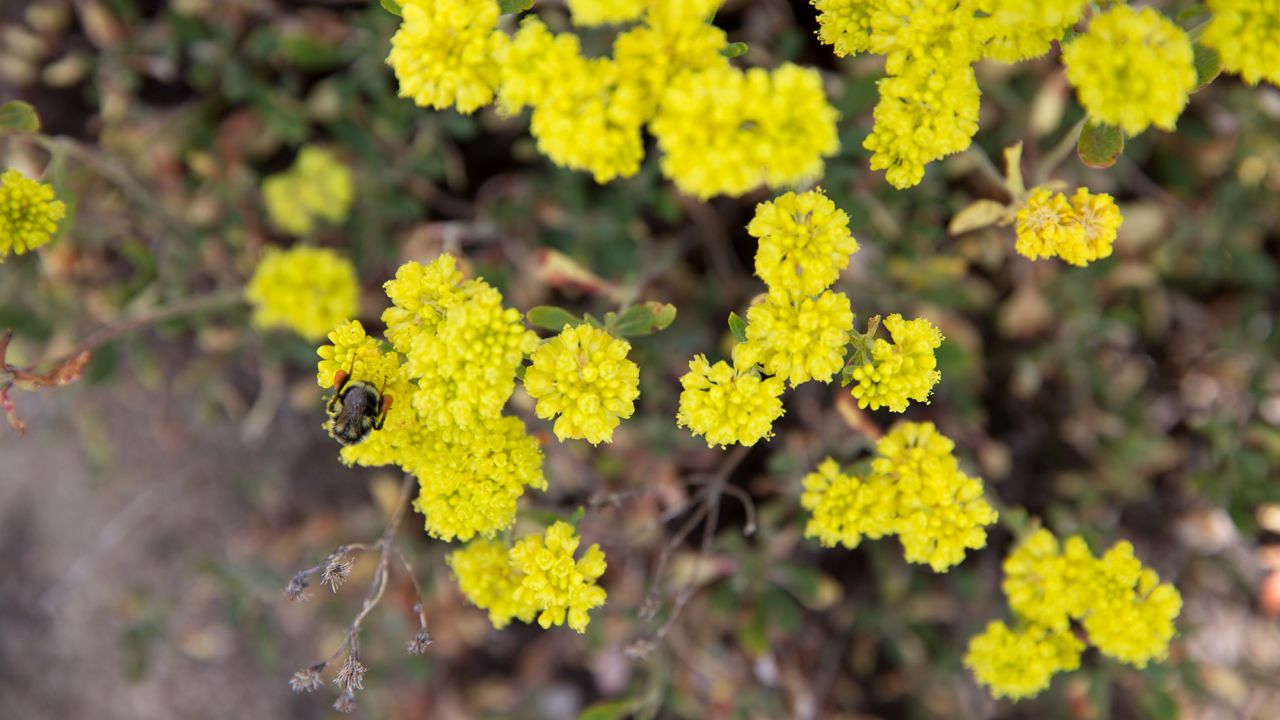 vanishing bee buckwheat