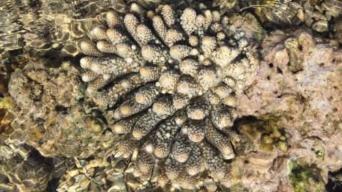 Local coral is damaged for many reasons, but climate change could deliver the knock-out punch.