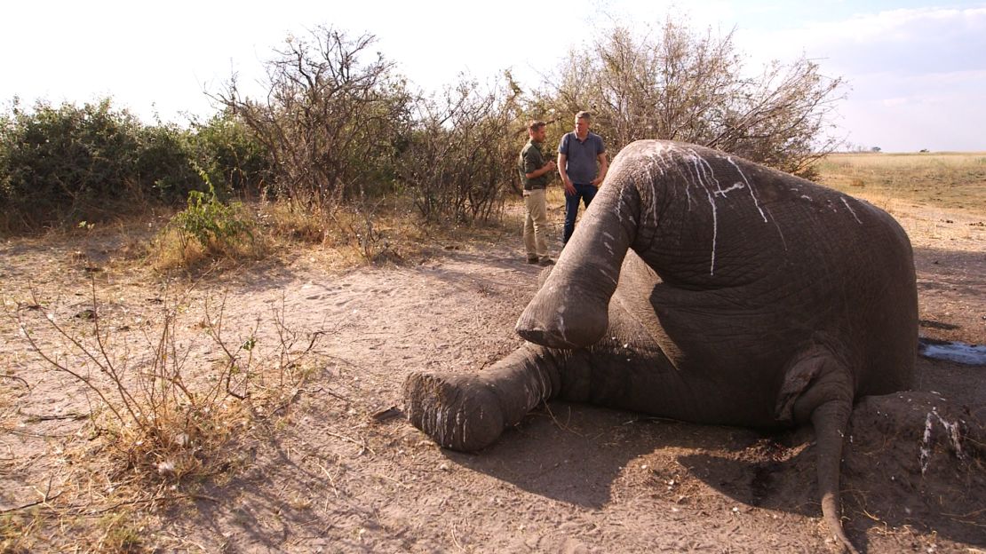 Elephants are slaughtered by poachers who seek their ivory tusks.