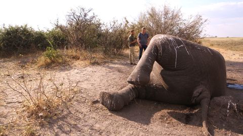 Elephants are slaughtered by poachers who seek their ivory tusks.