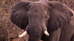 vanishing elephant closeup