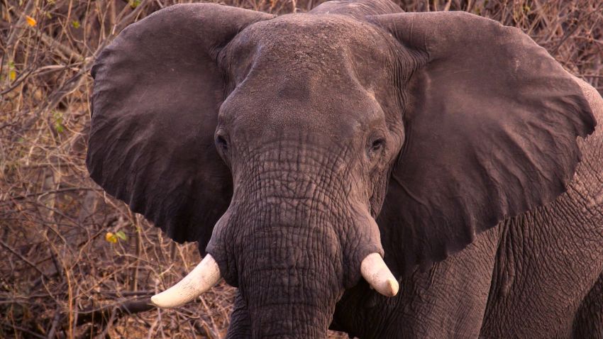 vanishing elephant closeup