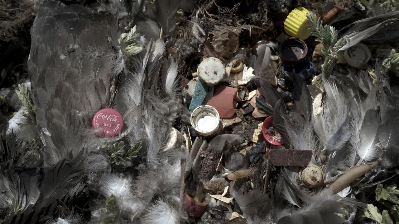 This albatross, like many, has a stomach full of plastic.