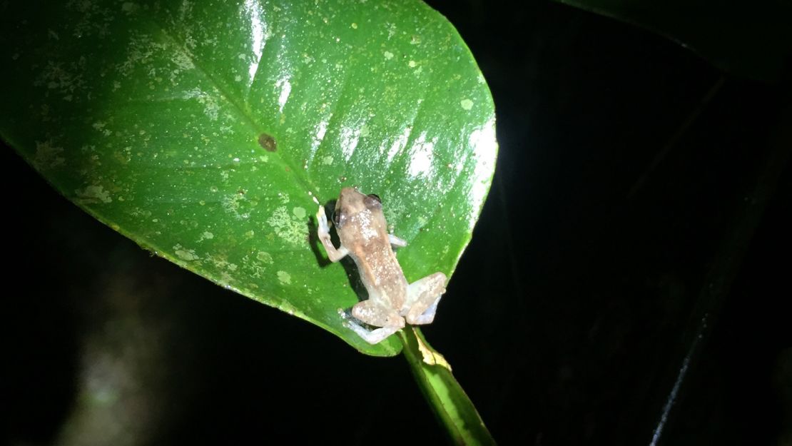 Frog populations at La Selva Biological Station have plunged 75% since the 1970s, according to Steven Whitfield, Zoo Miami.