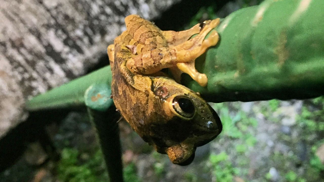 A Mexican Treefrog at La Selva Biological Station, which is a hub for field ecology. 