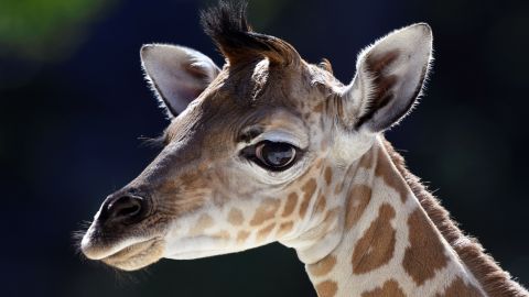 01 giraffe red list endangered