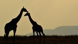 TOPSHOT - Giraffes stand together during the annual wildebeest migration in the Masai Mara game reserve on September 12, 2016. / AFP / CARL DE SOUZA (Photo credit should read CARL DE SOUZA/AFP/Getty Images)