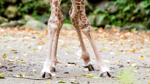giraffe knees