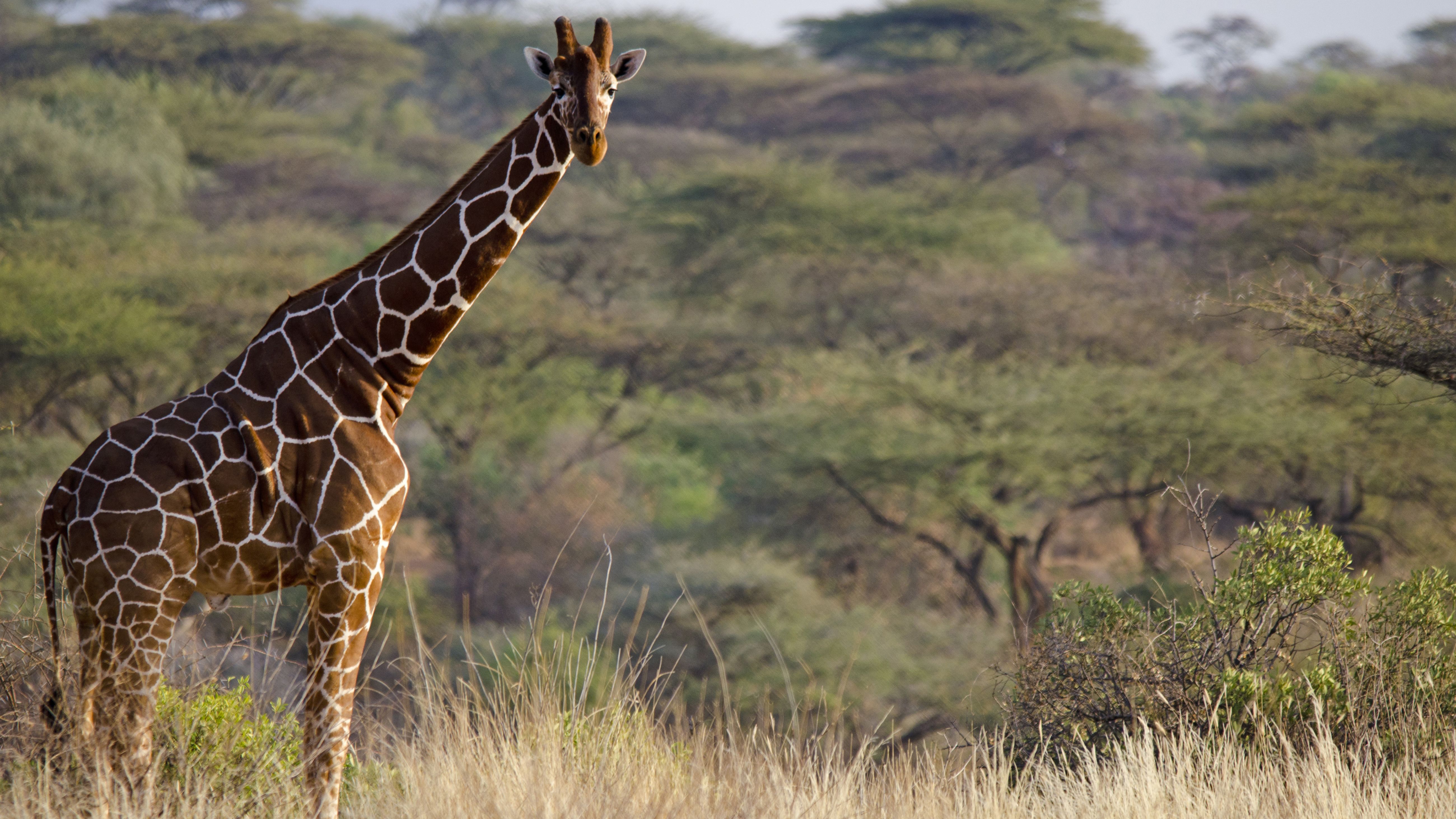 Imagine a world without giraffes | CNN