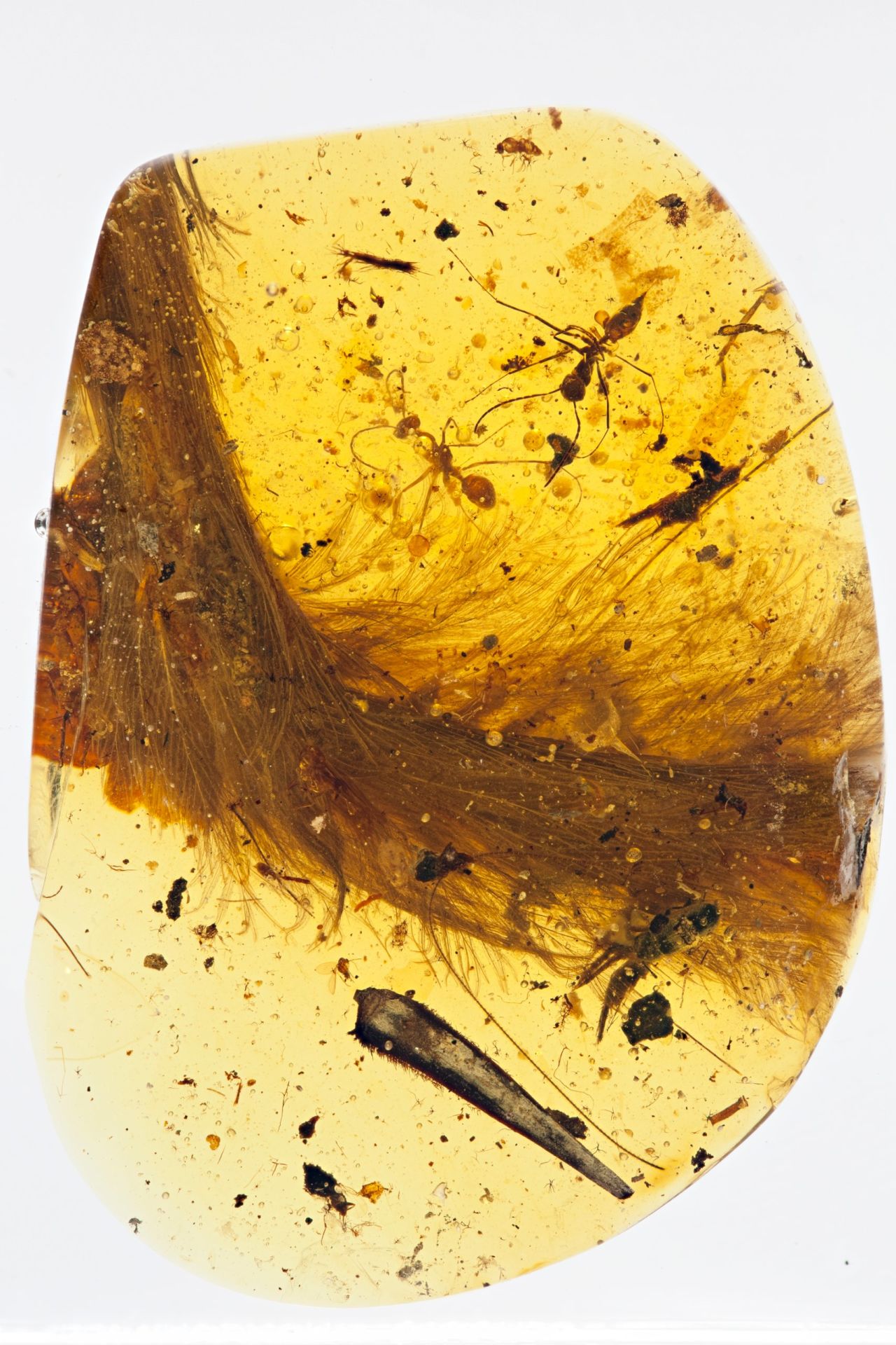 The <a href="http://www.cnn.com/2016/12/08/health/dinosaur-tail-trapped-in-amber-trnd/index.html">tail of a 99-million-year-old dinosaur</a> was found entombed in amber in 2016, an unprecedented discovery that has blown away scientists. The amber adds to fossil evidence that many dinosaurs sported feathers rather than scales.