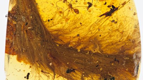 The discovery of a dinosaur tail entombed in amber at a market in Myanmar near the Chinese border grabbed headlines in 2016.