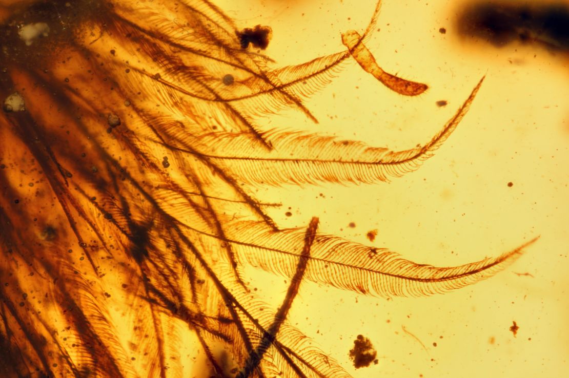 The amber adds to fossil evidence that many dinosaurs sported feathers rather than scales. 