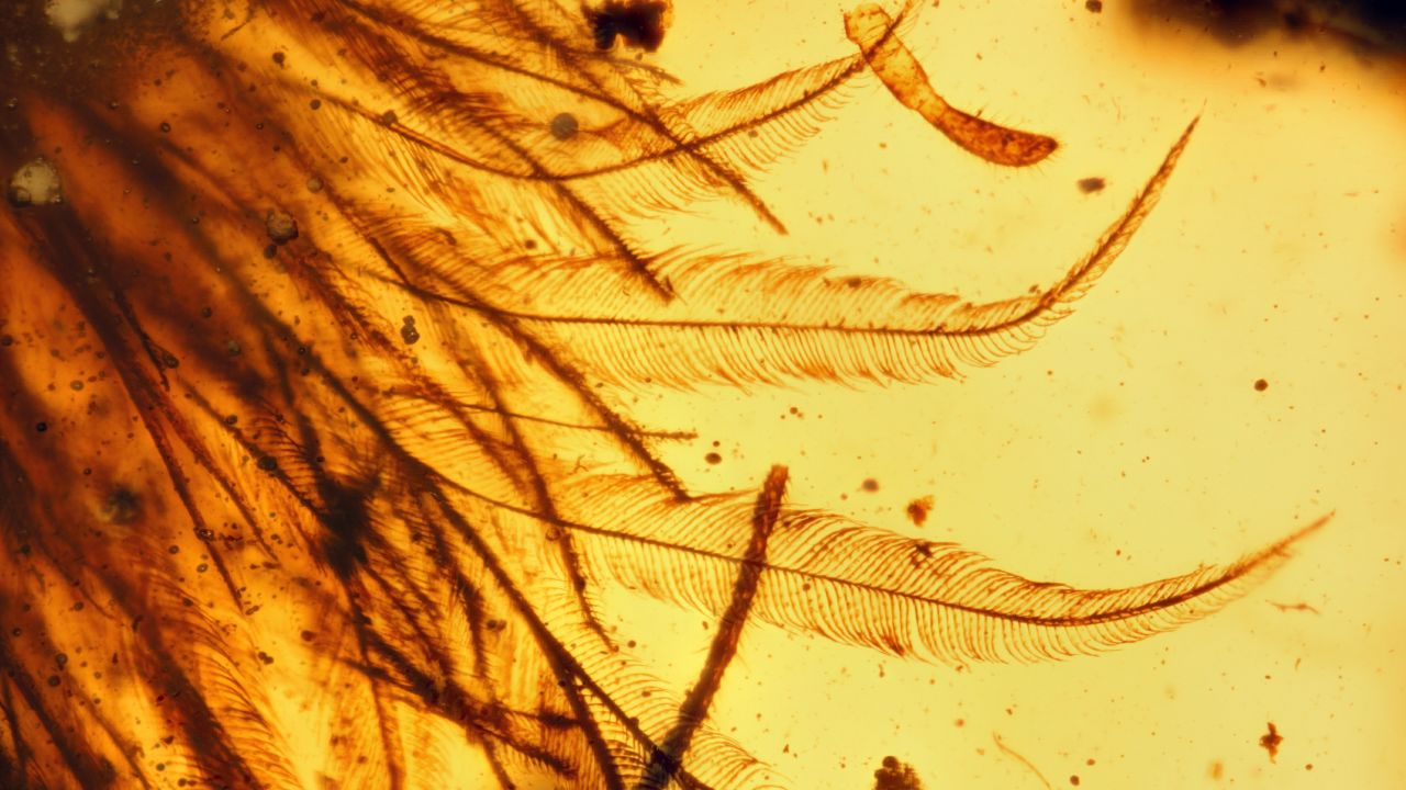 The amber adds to fossil evidence that many dinosaurs sported feathers rather than scales. 
